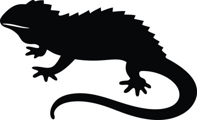 iguana on white background