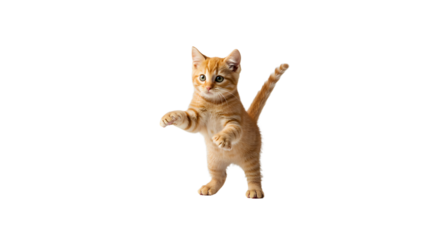 Playful orange kitten standing on its hind legs, reaching out with paws, set against a simple, clean background