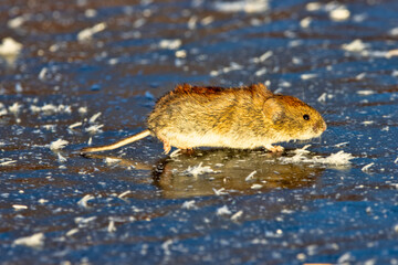 The Mouse year. Mice, voles cross the river on ice, winter migration in case of food shortage