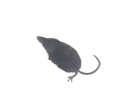 Eurasian water shrew (Neomys fodiens) greedy predator that eats more of its own weight, has teeth with saliva venenosa that paralyze even small size mammals, frog and preserves it for weeks