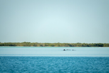 Dolphins (probably bottlenose dolphins) in the Persian Gulf, near artificial islands and Yas Island Abu Dhabi