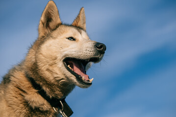 Close-up of a panting siberian husky dog wearing a collar, looking up towards a clear blue sky, suggesting a sense of freedom and adventure © wifesun