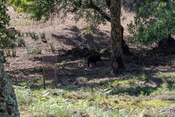 Wild boars roaming in the tapada nacional de mafra, portugal