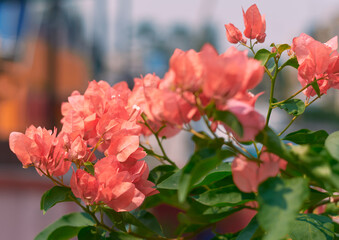Beautiful orange and peach hued blooms of bougainvillea in summer. Bougainvillea is popular low maintenance ornamental vine, named after french explorer Louis Antoine de Bougainville.