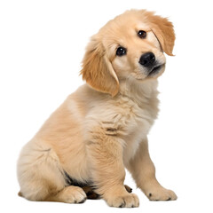 Obraz premium golden retriever puppy isolated on transparent background