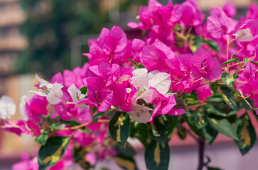 Beautiful pink and white variegated blooms of bougainvillea in summer. Bougainvillea is popular low maintenance ornamental vine, named after french explorer Louis Antoine de Bougainville.