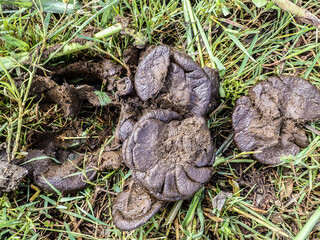 Cow dung cake on grass closeup. A detailed view of cow dung on a lush green grass field, Cow manure on the farm in the cow grazing area where it is used as organic fertilizer for plants.