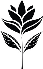 black and white flowers