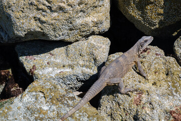 Black Spiny-tailed Iguana