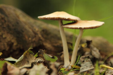 mushroom in the woods