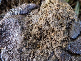Cow dung cake on grass closeup. A detailed view of cow dung on a lush green grass field, Cow manure on the farm in the cow grazing area where it is used as organic fertilizer for plants.