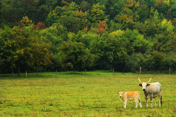 Fototapeta premium cows in the meadow