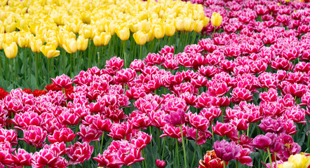 beautiful tulips in the park