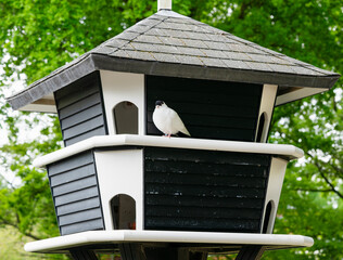 big dovecote in the park
