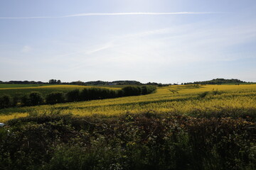 rapeseed field in scotland