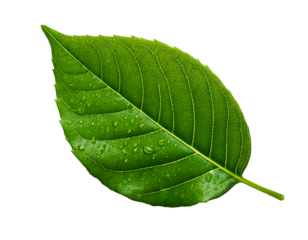 Green leaf with water drops represents purity, nature, and eco-friendly products, highlighting wellness, freshness, sustainability, and environmental consciousness, evoking a sense of calm, balance, a