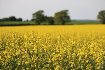 Obraz premium field of yellow flowers