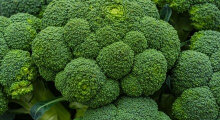 Vibrant green broccoli florets, fresh and healthy close-up vegetable harvest
