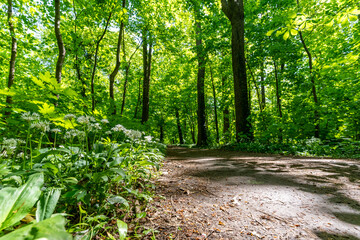 Ein wunderschön grüner Wald im späten Frühjahr