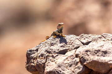A brilliantly colored collared lizard basks on a sunlit rock in the red desert landscape of Moab, Utah