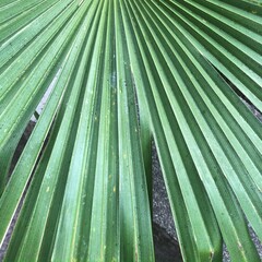 Close-up texture and structure of a green palm leaf.