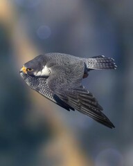An impressive close-up shot of a peregrine falcon (Falco peregrinus) captured in what appears to be a high-speed dive.