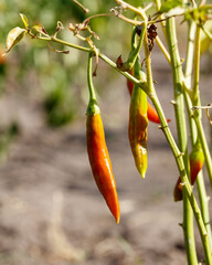 A bunch of peppers hanging from a plant