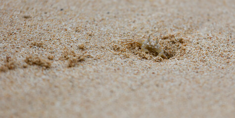 A small crab is sitting in the sand