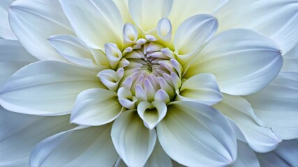 close up of chrysanthemum opening, timelapse - Powered by Adobe