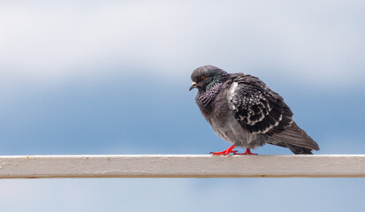 A pigeon is perched on a metal railing