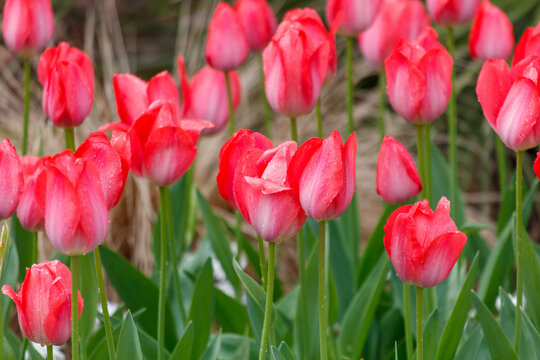 A field of red flowers with dew on them