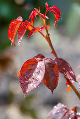 A leafy plant with red leaves is covered in raindrops