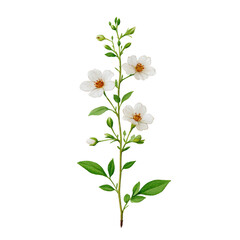 Obraz premium Delicate illustration of white flower with green leaves on stem, showcasing nature simplicity and beauty. floral design is detailed and elegant, perfect for botanical themes