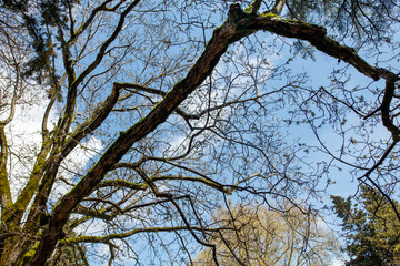 A tree with moss growing on it and a blue sky in the background