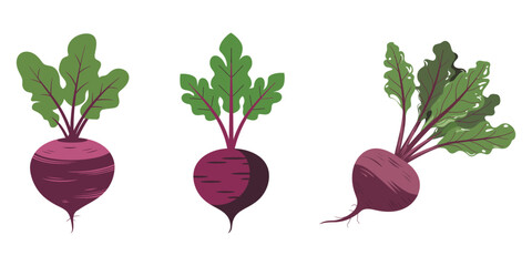 Fresh red beetroot vegetable set for healthy juices and salads, Set of beets with leaves. Beetroot, isolated, vegetable, set PNG, Four freshly harvested beetroot with lush green tops rest on a weather