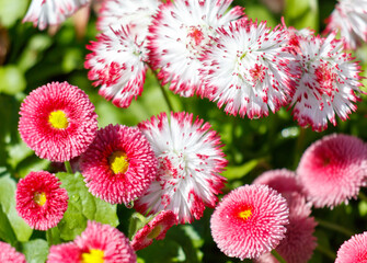 A bunch of pink flowers with yellow centers © schankz