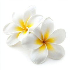 Naklejka premium Two plumeria flowers isolated on white background