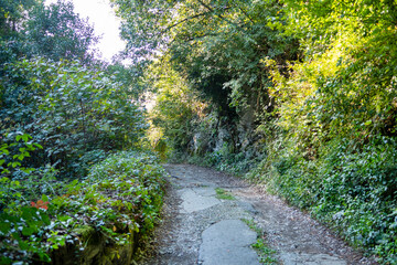 Obraz premium An old abandoned road winds through dense green thickets of trees and bushes. Sunny autumn day