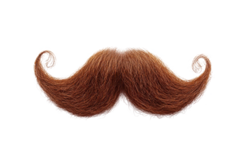 A detailed close up of a large brown handlebar mustache with curled ends on a black background