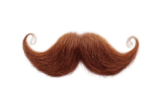 A detailed close up of a large brown handlebar mustache with curled ends on a black background