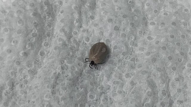 close up live brown dog tick removed from dog on white wet cloth after tick spray treatment. encephalitis tick. dangerous insect