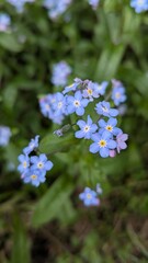 Delicate blue forget-me-not flowers in full bloom, captured in natural light. Close-up of small blossoms symbolizing remembrance and love.