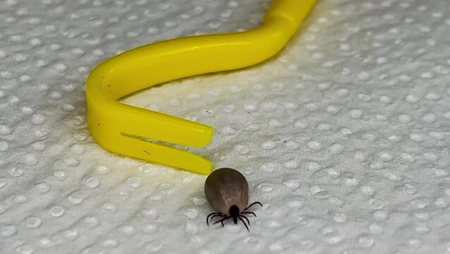 close up live dog brown tick removed dog crawling against yellow tick hook on white napkin. encephalitis tick