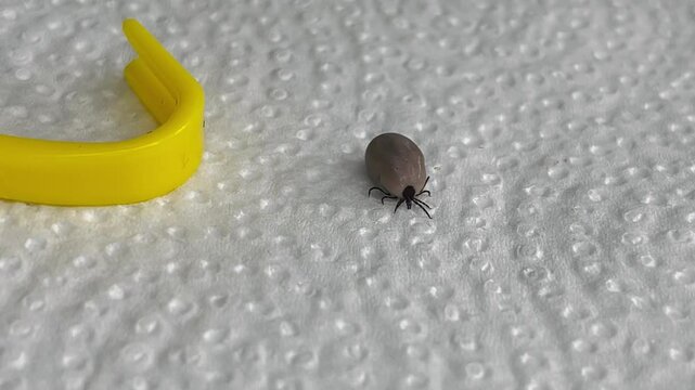 close up live dog brown tick removed dog crawling against yellow hook for pulling ticks from animals on white napkin. encephalitis tick. dangerous insect