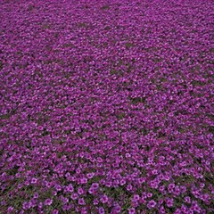 Obraz premium Dense purple flower carpet, vibrant blooms intertwined , colorful, violet, nature