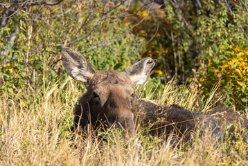 Cow Moose in Autumn in Grand Teton National Park Wyoming