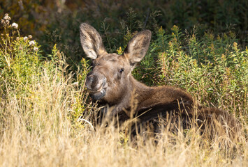 Cow Moose in Autumn in Grand Teton National Park Wyoming