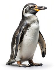 Fototapeta premium kairuku penguin isolated on white background