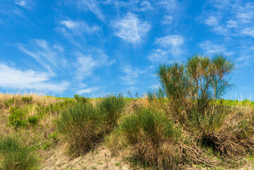Obraz premium summer countryside landscape inside val d'agri, basilicata