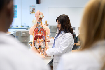 Medical students studying human anatomy on anatomical model